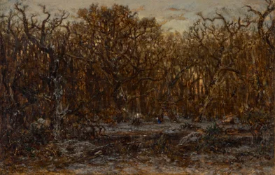 Forest at Sunset in Winter