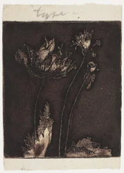 Last Poppies