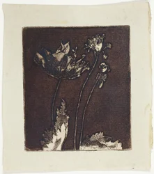 Last Poppies