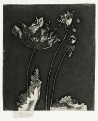 Last Poppies