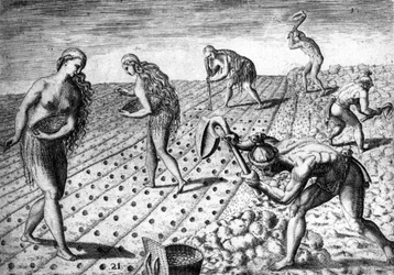 Agriculture among the natives of South America - in “Admirante Narratio Americae”, by Théodore de Bry