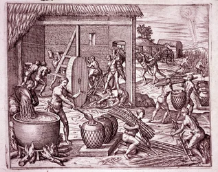 History of America: harvesting sugar cane and sugar production by Indian slaves who work for the Spanish conquistadors (Engraving)