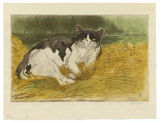 Old Black and White Cat in the Grass