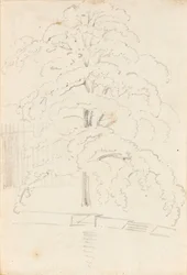 A Study of a Tree Over Water