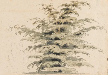 Study of a Cedar Tree