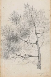Study of a pine tree at Merton
