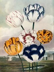 Tulips