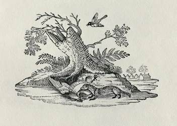 A Civet with a Cockerel from 