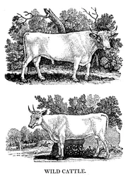 British Wild or Park Cattle, 1790