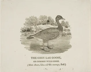 Grey Lag Goose