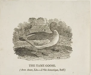 Tame Goose