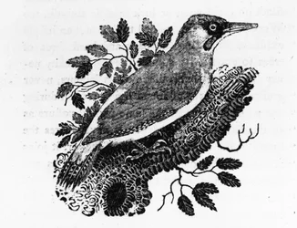 The Green Woodpecker, illustration from 