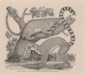 Two Lemurs, from 