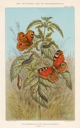 Metamorphoses of the Peacock butterfly, 1888
