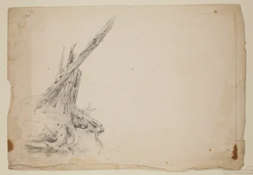 Broken Trunk of a Tree