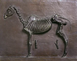 Horse Skeleton
