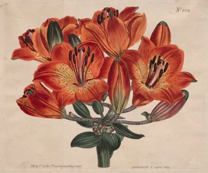 The Botanical Magazine or Flower Garden Displayed: Orange-Lily
