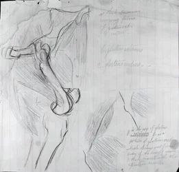 Anatomical Drawing