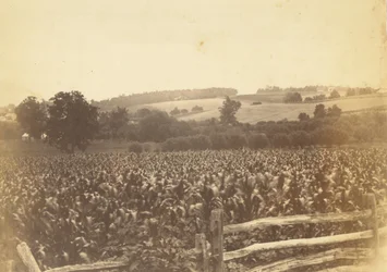 Cornfield, Avondale, PA