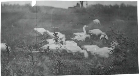 Geese at the Site of Mending the Net, Gloucester, N.J., 1881