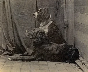 Dogs