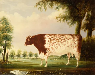 Mina, A Four Year Old Shorthorn Bull, in a Meadow