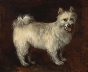 Spitz Dog, A Dog