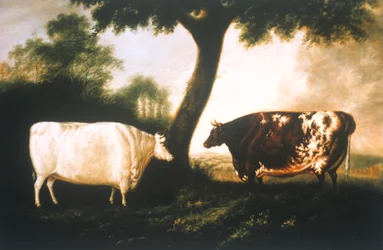 Two Shorthorn Cattle