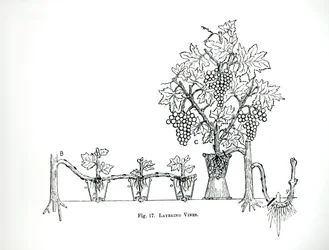 Layering vines, from Thomas Mawson
