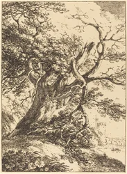 Old Tree
