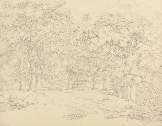 Trees in Ashtead Park, Surrey