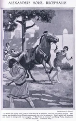 Alexander