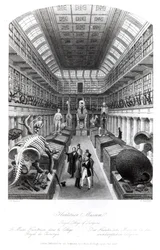 The Hunterian Museum, Illustration to 