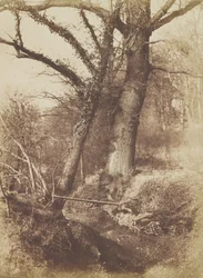 Trees