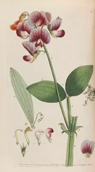 Flora rustica