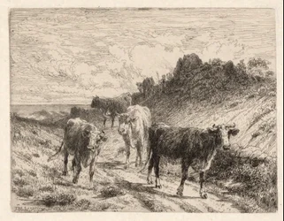 Cows