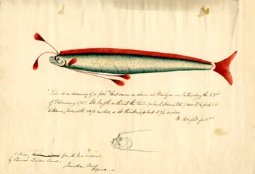 A Watercolour Drawing of the Newlyn Oarfish (Regalecus glesne), c.1849