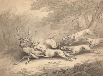 Stag Brought Down by a Pack of Dogs