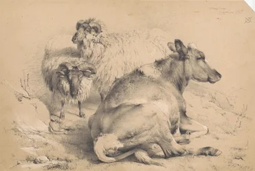 A Cow and Two Rams