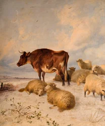 Cows and Sheep in Snowscape