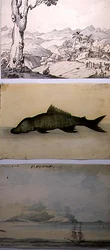 Three illustrations from 