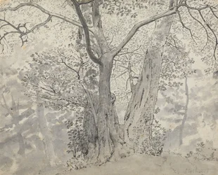 Tree Study