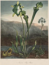 The Temple of the Flora: American Bog Plants
