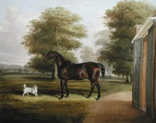 A Bay Horse with a Terrier