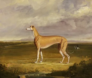 The Greyhound