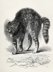 Cat Terrified by a Dog, from Charles Darwin