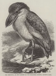 The Boat-Bill, in the Gardens of the Zoological Society, Regent