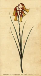 Christmas bells, Blandfordia nobilis