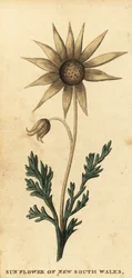Flannel Flower, Actinotus helianthi (engraving)