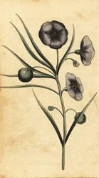 Potato-apple flower of New South Wales, Australia
